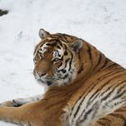 Weiblicher Sibirischer Tiger (Panthera tigris altaica)
