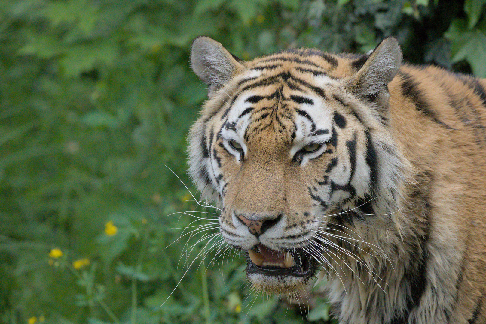 Weiblicher Sibirischer Tiger (Yushka, Panthera tigris altaica)