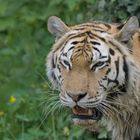 Weiblicher Sibirischer Tiger (Yushka, Panthera tigris altaica)