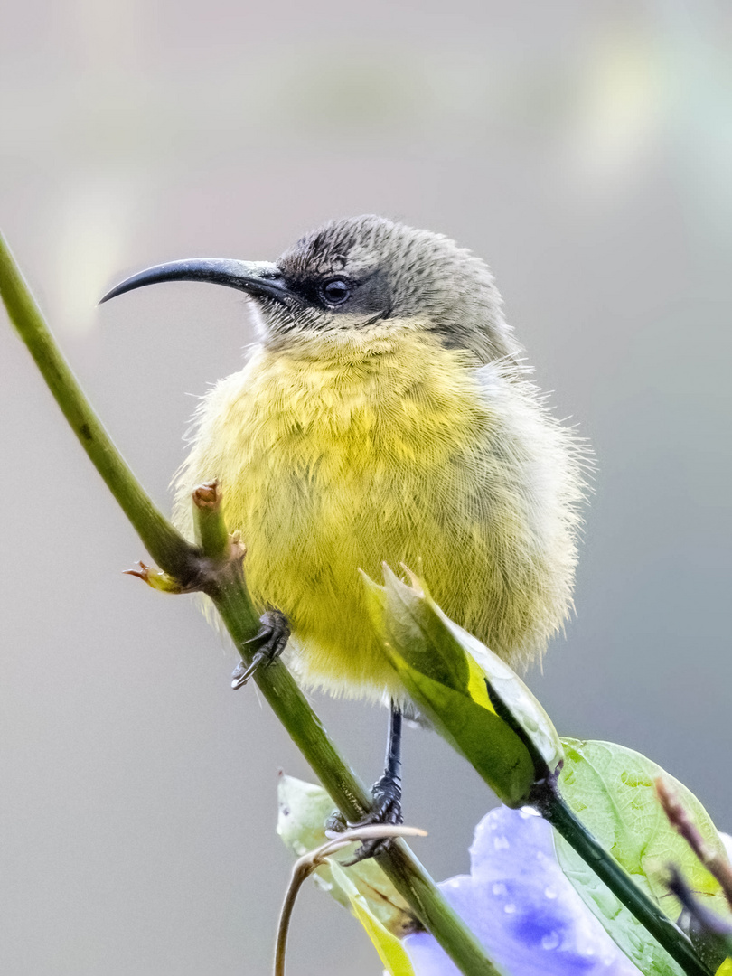 Weiblicher Sonnenvogel