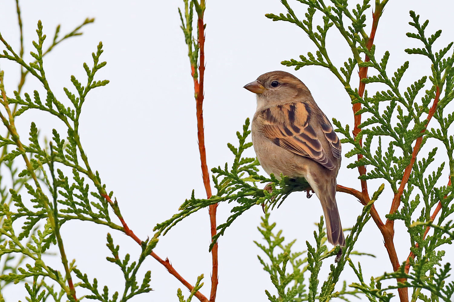 weiblicher Spatz