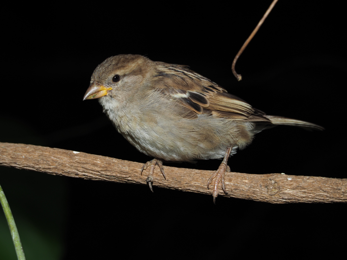 Weiblicher Spatz