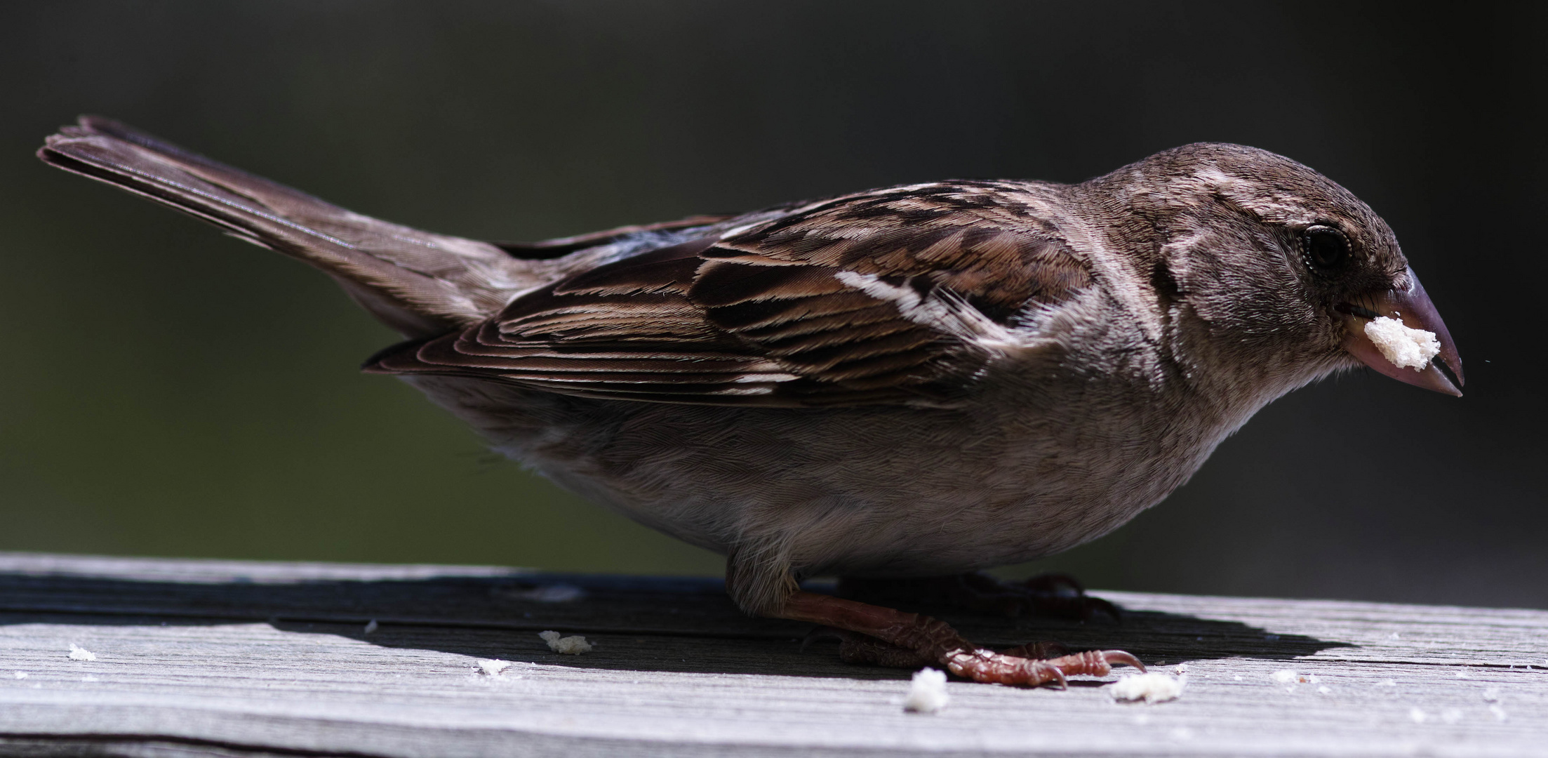 weiblicher Spatz