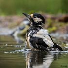 Weiblicher Specht beim Baden