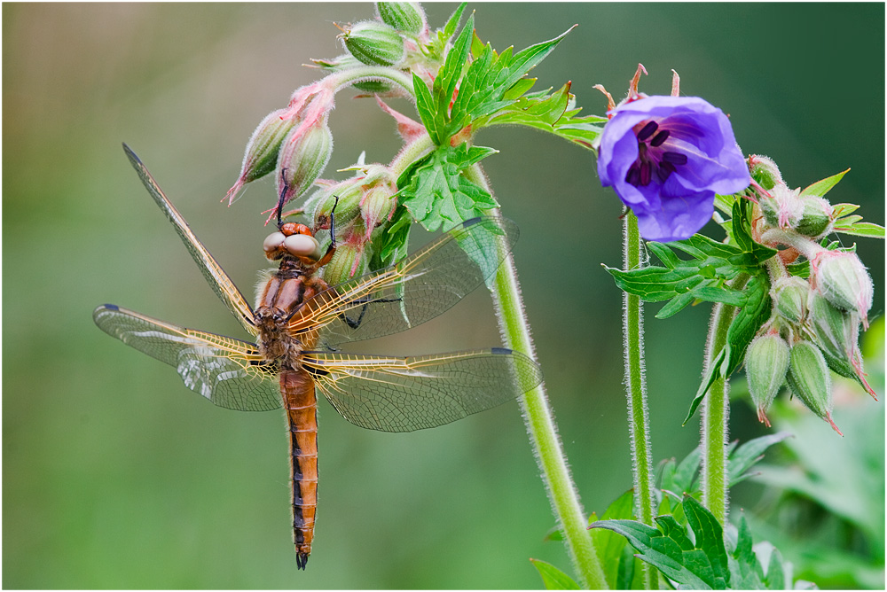 weiblicher Spitzenfleck (Libellula fulva)