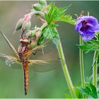 weiblicher Spitzenfleck (Libellula fulva)