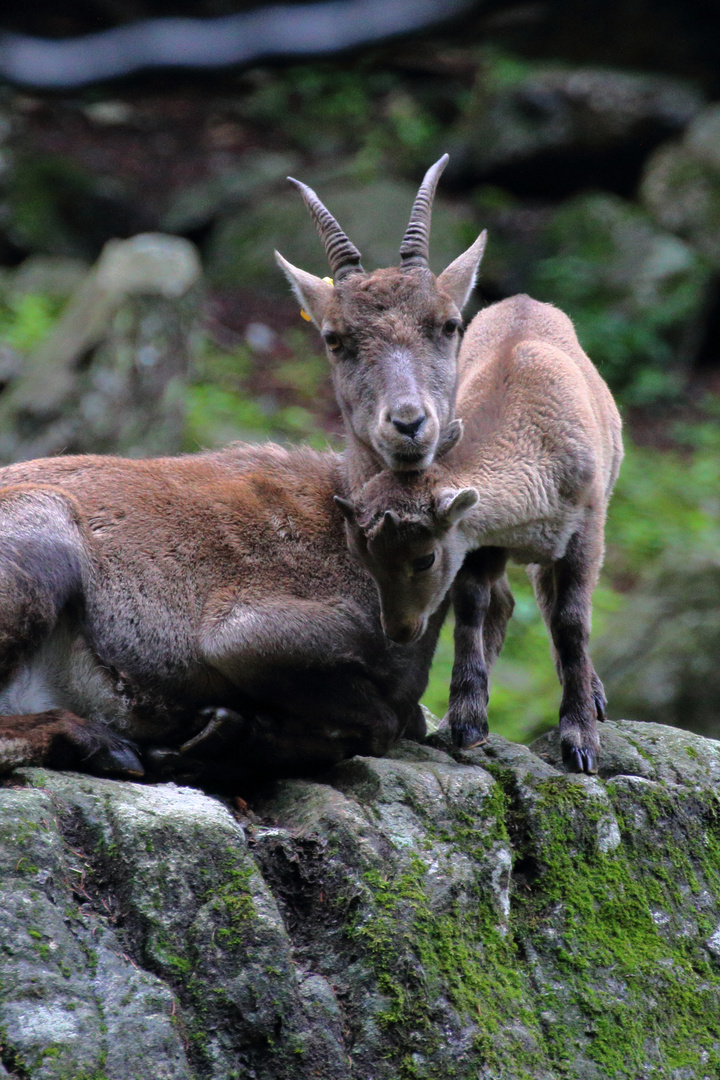 Weiblicher Steinbock mit Jungtier