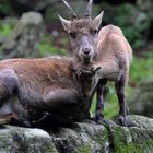 Weiblicher Steinbock mit Jungtier