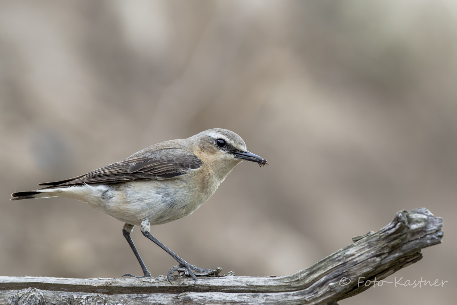 weiblicher Steinschmätzer (Oenanthe oenanthe) mit Snack