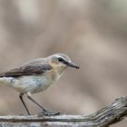 weiblicher Steinschmätzer (Oenanthe oenanthe) mit Snack