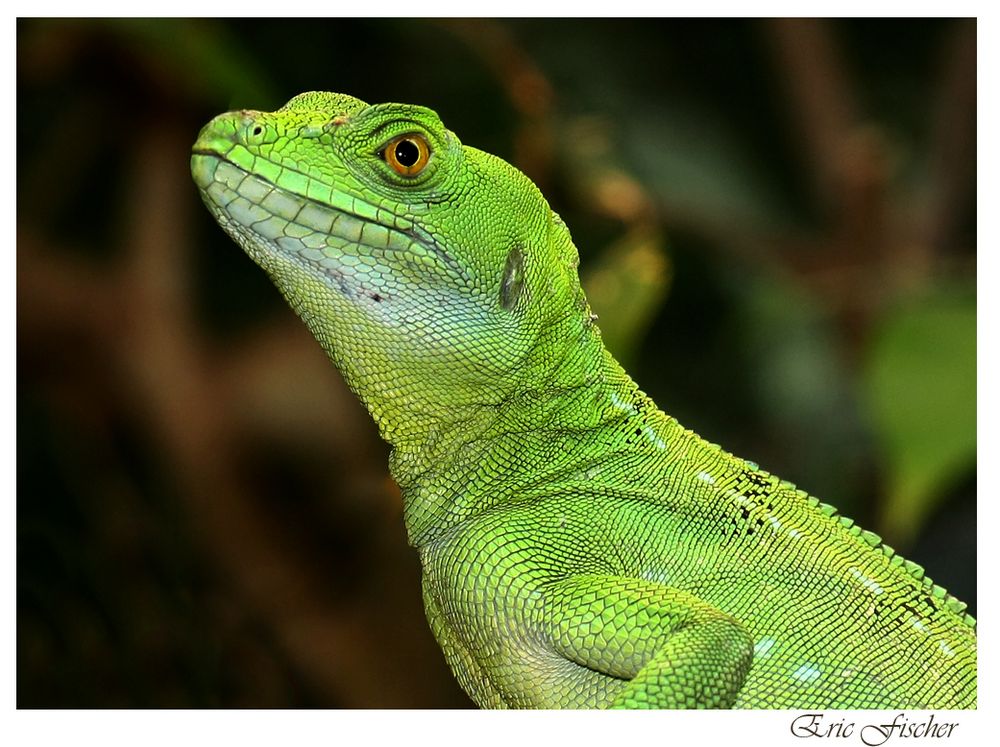 Weiblicher Stirnlappenbasilisk