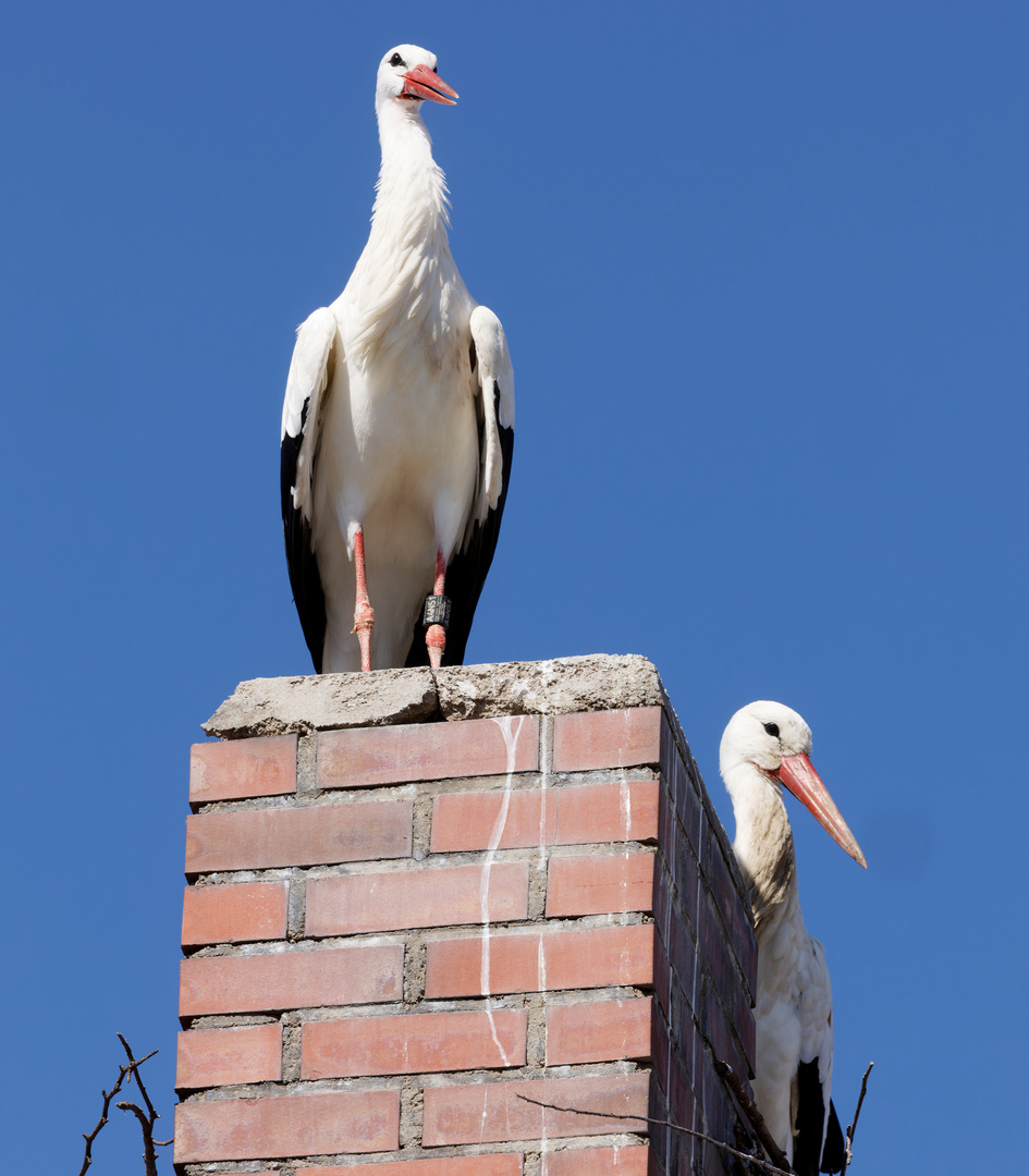 Weiblicher Storch "Huibuh", ....