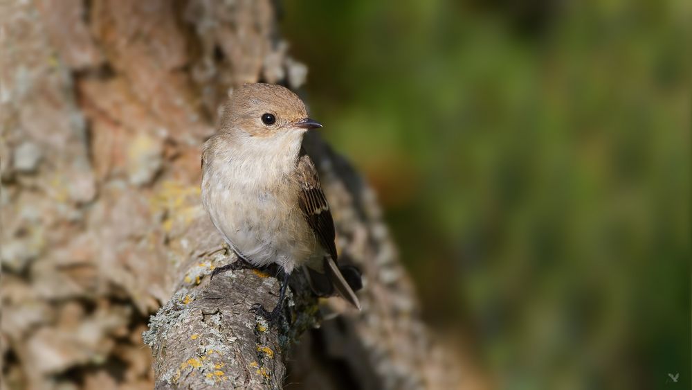 weiblicher Trauerschnäpper (Ficedula hypoleuca) ...