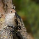 weiblicher Trauerschnäpper (Ficedula hypoleuca) ...