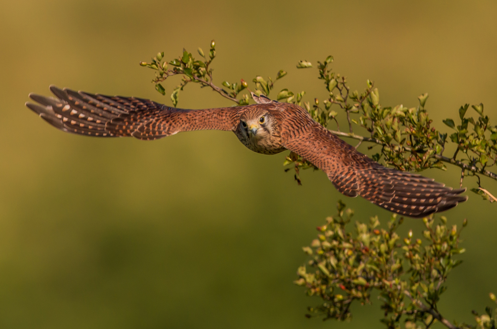 Weiblicher Turmfalke