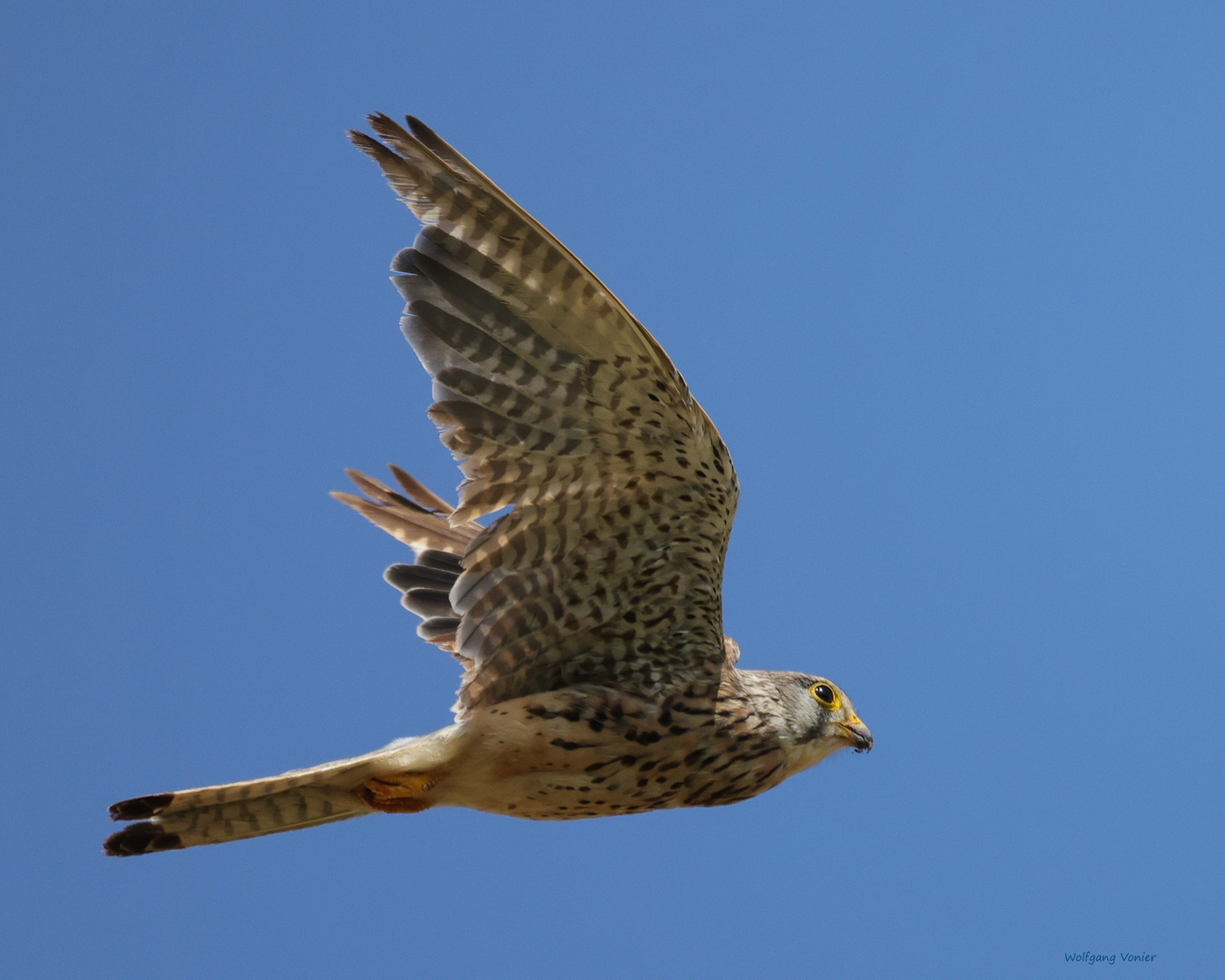 Weiblicher Turmfalke