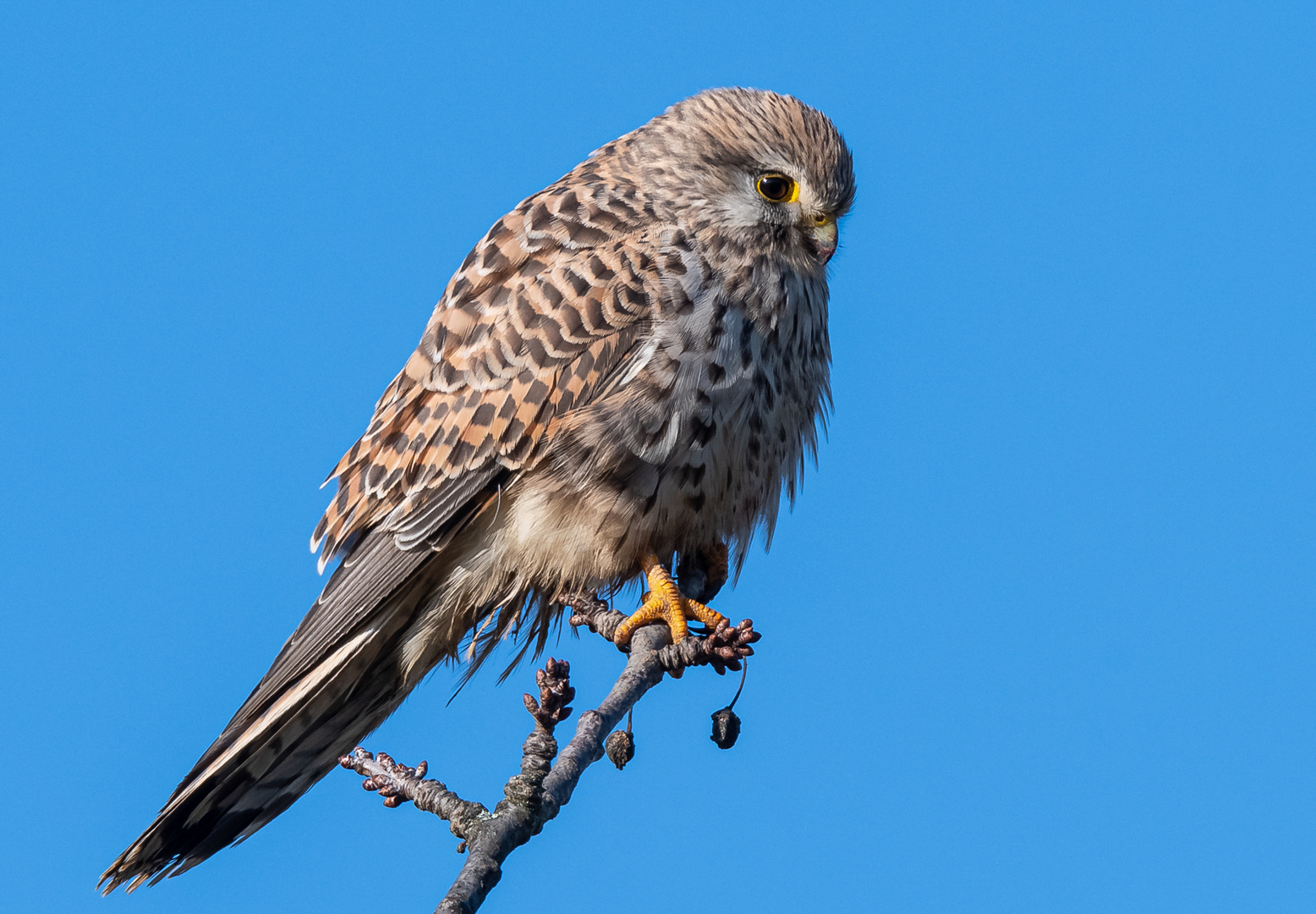 Weiblicher Turmfalke auf der Lauer.