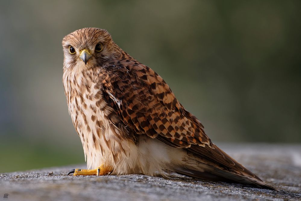 weiblicher Turmfalke (Falco tinnunculus) ...