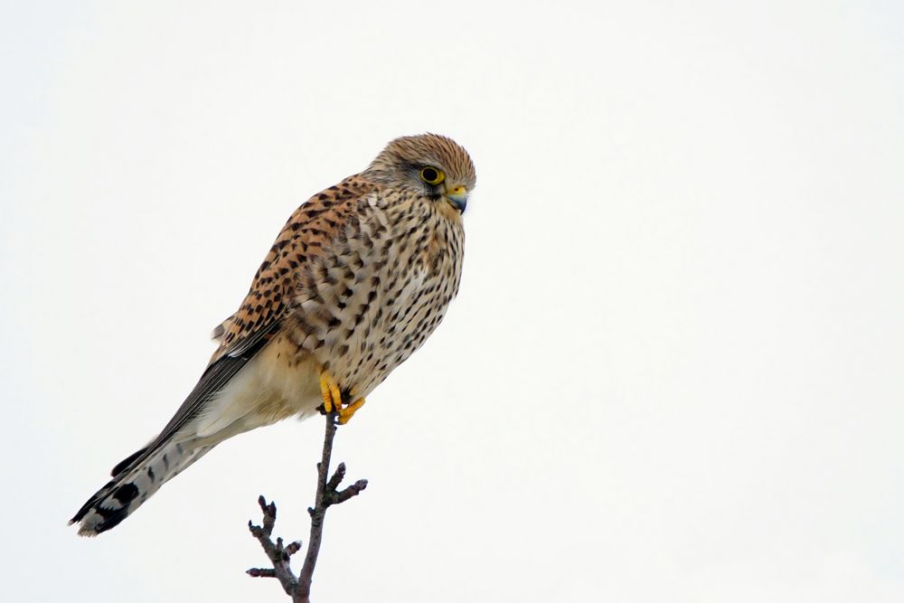 Weiblicher Turmfalke - (Falco tinnunculus) ( Falken)