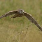weiblicher Turmfalke (Falco tinnunculus) im Tiefflug ....