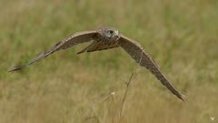 weiblicher Turmfalke (Falco tinnunculus) im Tiefflug ....