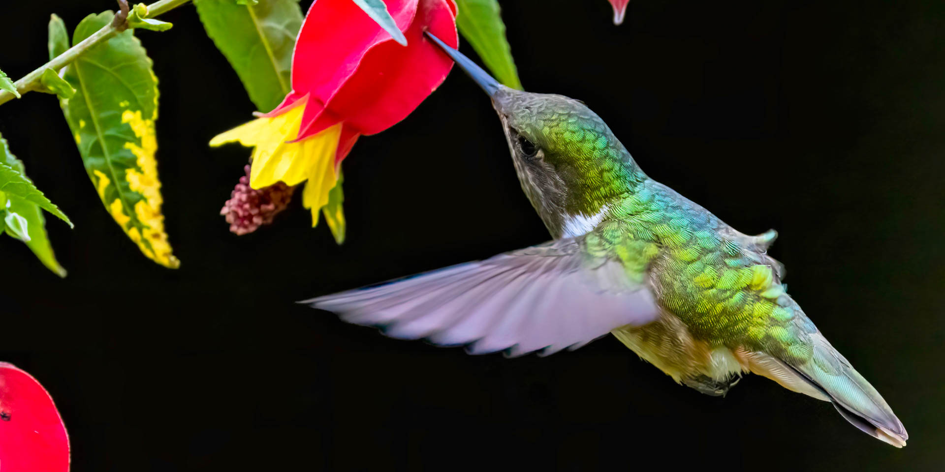 Weiblicher Vulkankolibri  / Female volcano hummingbird