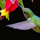 Weiblicher Vulkankolibri  / Female volcano hummingbird