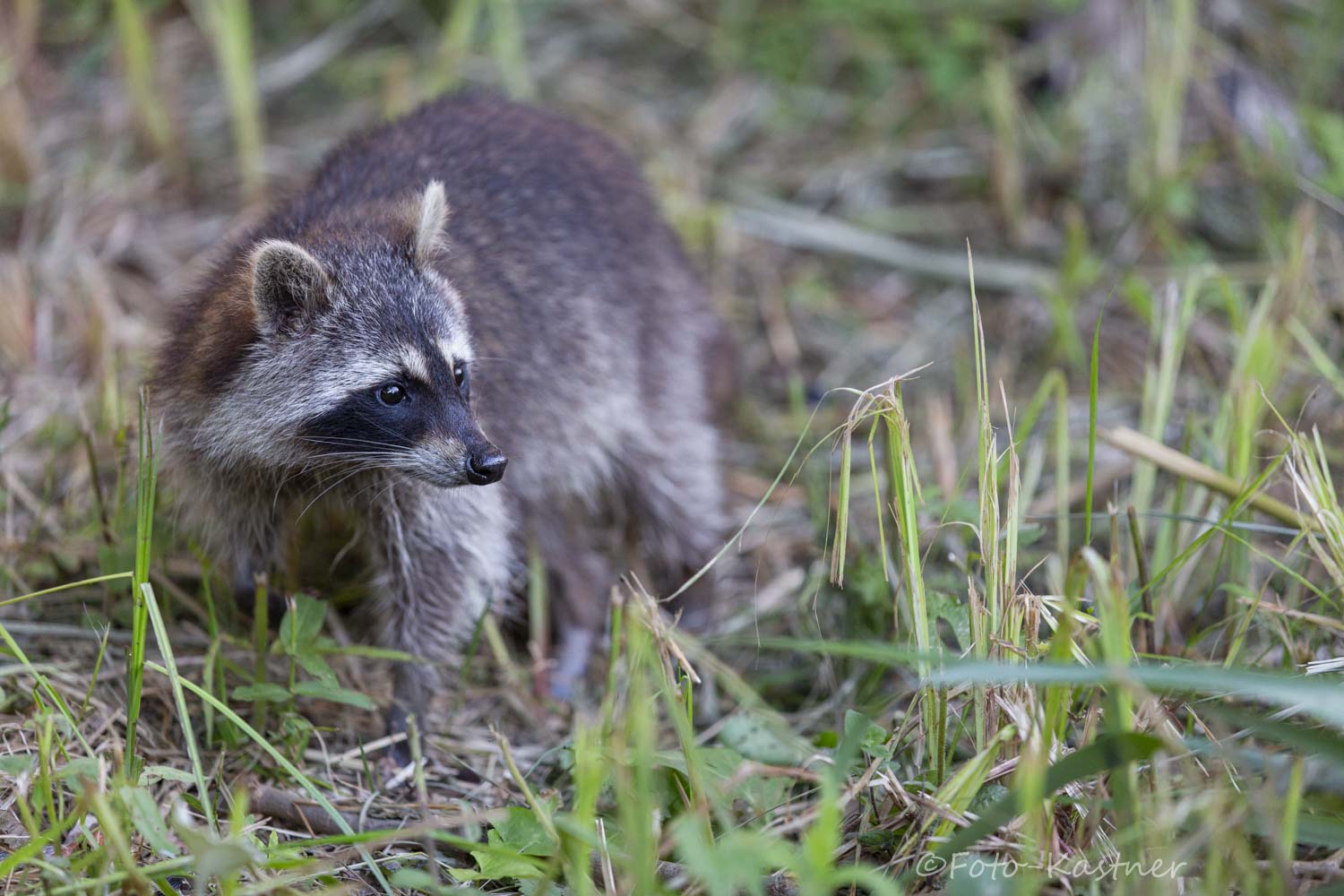 weiblicher Waschbär (Procyon lotor)