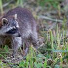 weiblicher Waschbär (Procyon lotor)