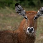 weiblicher wasserbock / waterbuck / kobus ellipsiprymnus