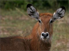 weiblicher wasserbock / waterbuck / kobus ellipsiprymnus