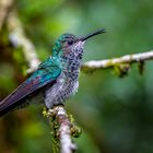 Weiblicher Weißnackenkolibri (White-necked jacobin)