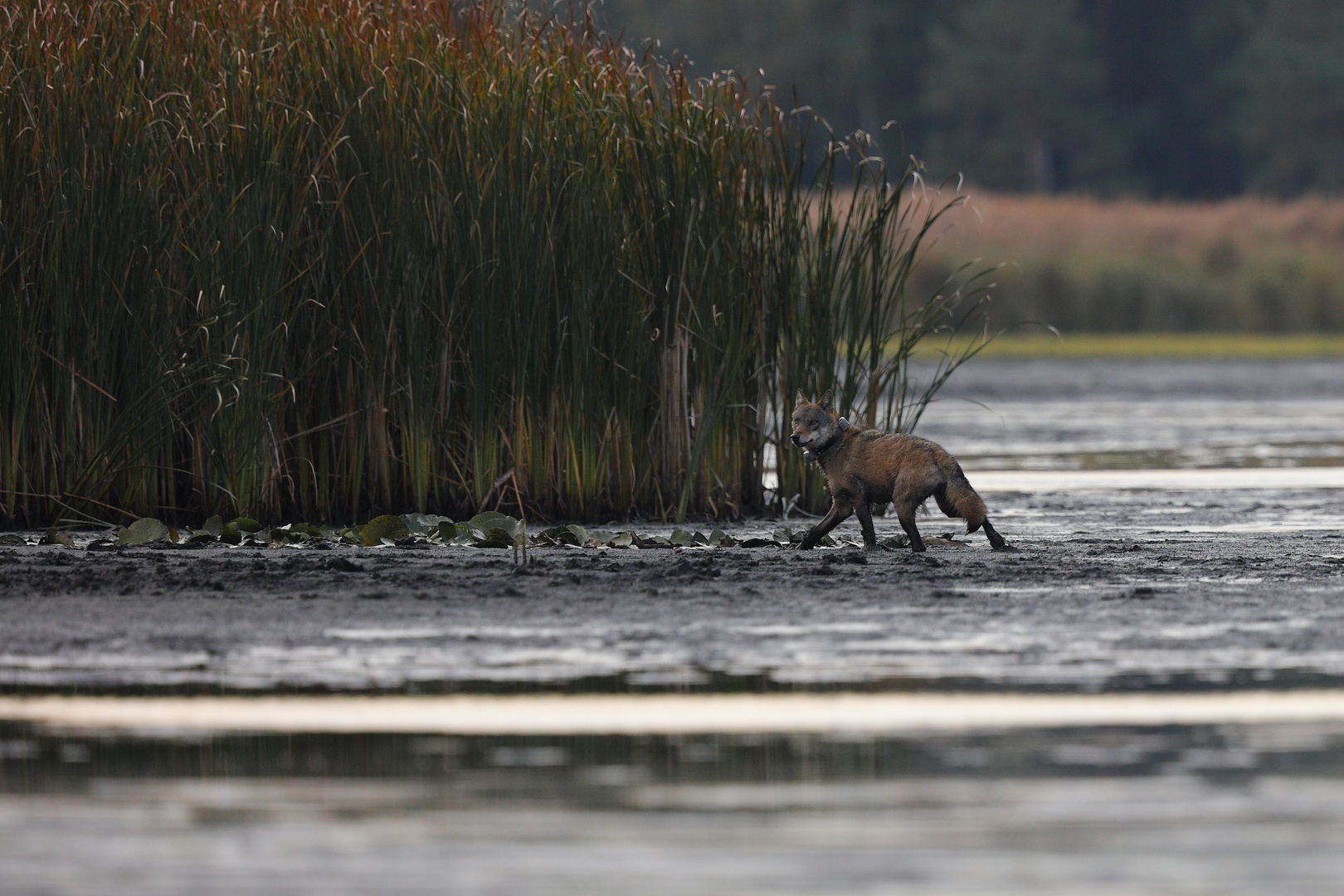  weiblicher Wolf mit GPS