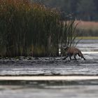  weiblicher Wolf mit GPS