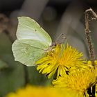 Weiblicher Zitronenfalter an Löwenzahn