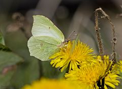 Weiblicher Zitronenfalter an Löwenzahn