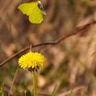 Weiblicher Zitronenfalter beim Abflug