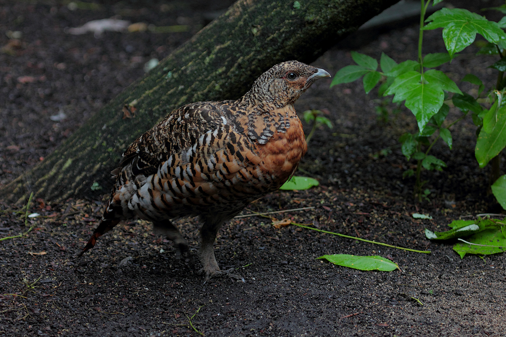 Weibliches Auerhuhn