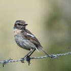 Weibliches Braunkehlchen