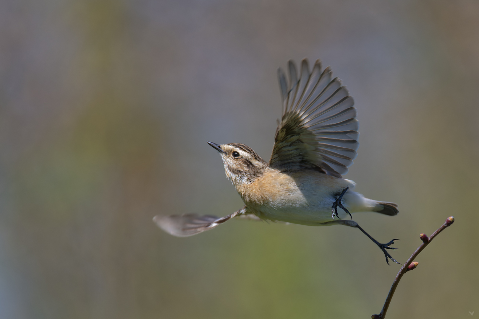 weibliches Braunkehlchen | Saxicola rubetra