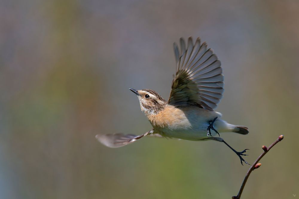 weibliches Braunkehlchen | Saxicola rubetra