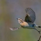 weibliches Braunkehlchen | Saxicola rubetra