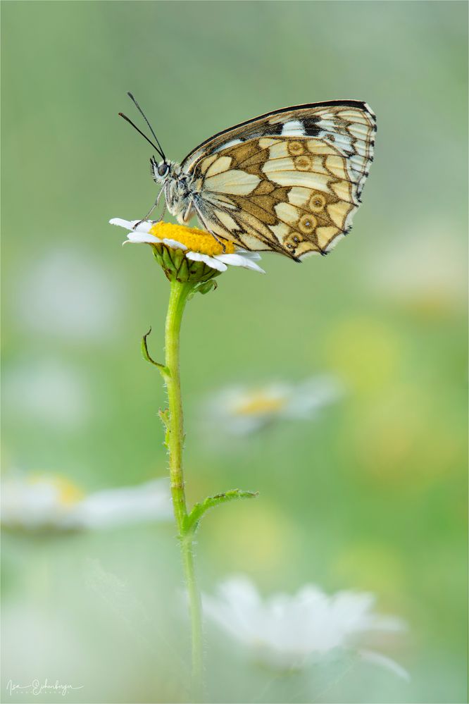 weibliches Damenbrett