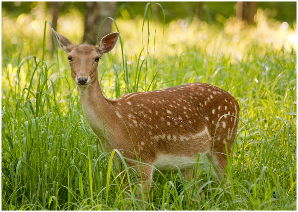 weibliches Damwild auf einer Waldlichtung (kein Reh) Foto