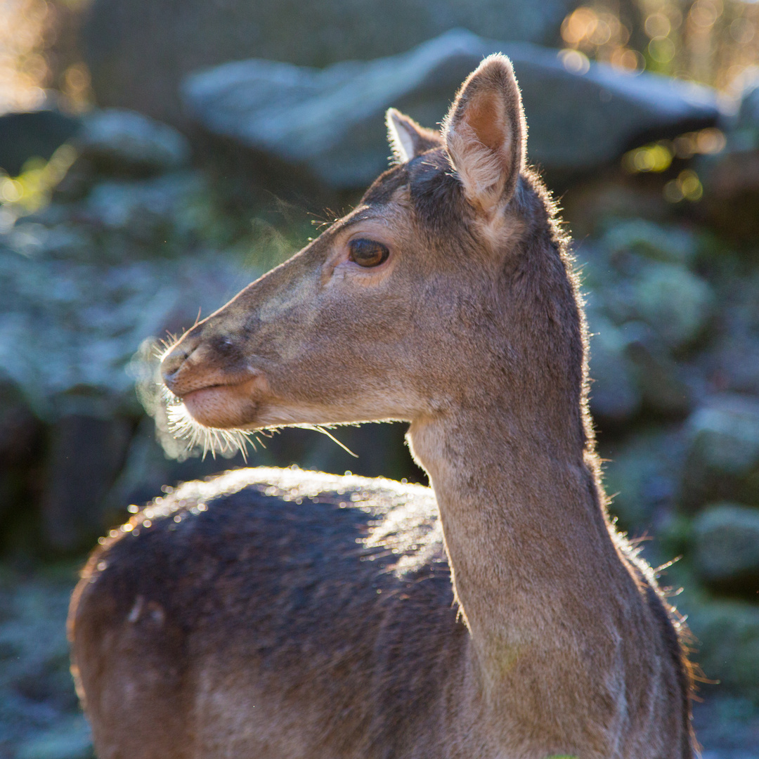 weibliches Damwild