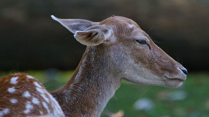 Weibliches Damwild im Profil