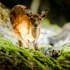 Weibliches Damwild im Wald