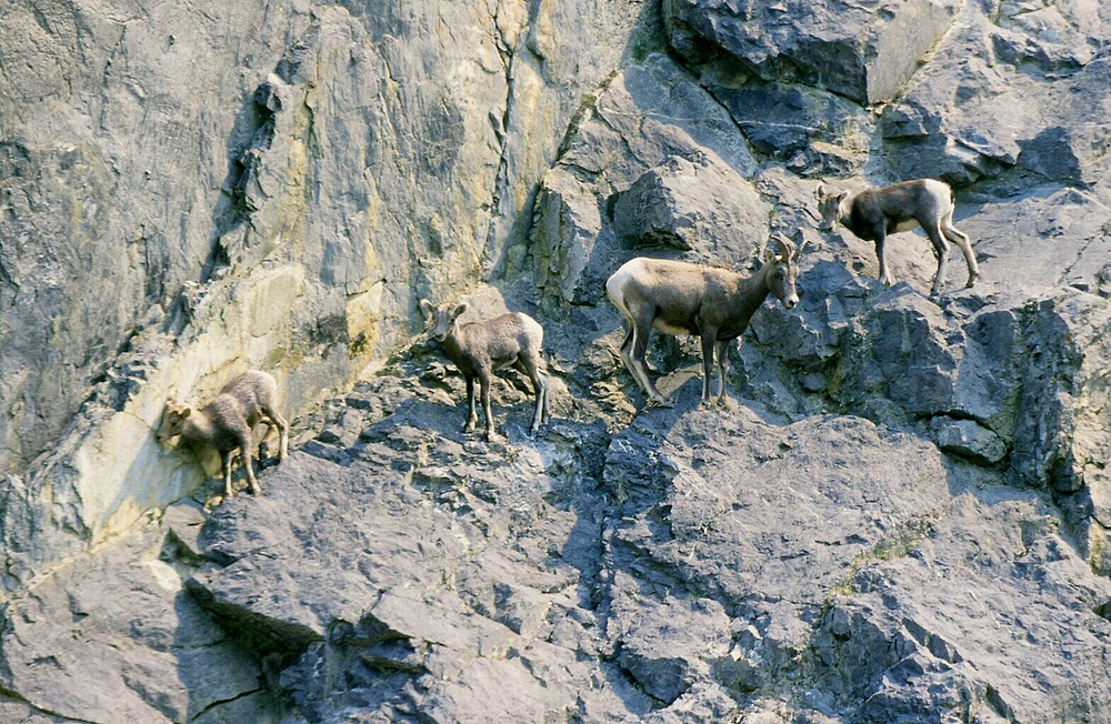 Weibliches Dickhornschaf mit drei Lämmern