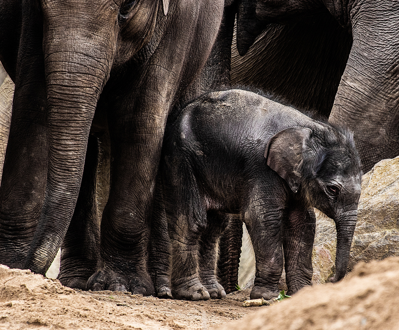 Weibliches Elefantenbaby geboren am 17. Juni abends im Kölner Zoo