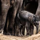 Weibliches Elefantenbaby geboren am 17. Juni abends im Kölner Zoo